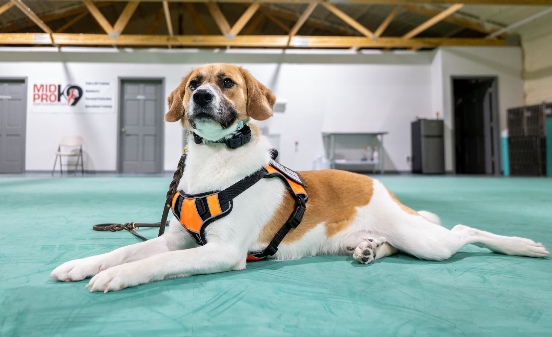 12242022-mission-k9-scotty-2.jpg